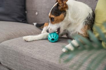 Trixie Denta Fun Rugbyball Hundespielzeug